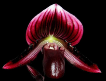 Load image into Gallery viewer, Flask - Paphiopedilum Paph Hsinying Web xShadow Magic x fairrieanum  - Slipper Orchid
