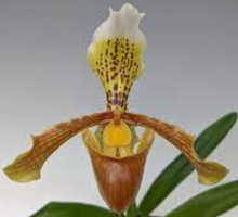 Load image into Gallery viewer, Flask - Paphiopedilum Paph insigne  - Slipper Orchid species
