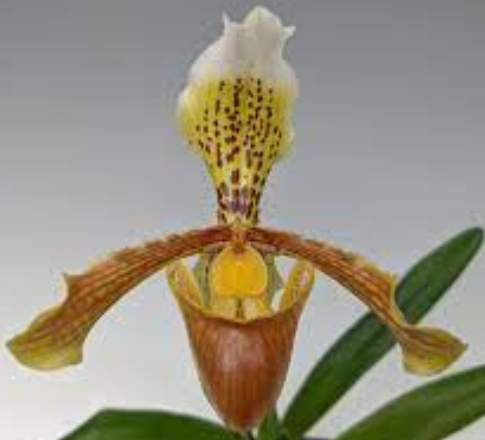 Flask - Paphiopedilum Paph insigne  - Slipper Orchid species