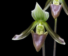 Load image into Gallery viewer, Flask - Paphiopedilum Paph potentianum  - Slipper Orchid species
