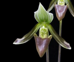 Flask - Paphiopedilum Paph potentianum  - Slipper Orchid species