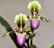 Load image into Gallery viewer, Flask - Paphiopedilum Paph christensonianum x chamberlainianum   - Slipper Orchid
