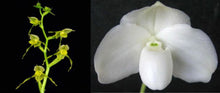Load image into Gallery viewer, Flask - Paphiopedilum Paph. kolopakingii album x ang-thong album - Slipper Orchid
