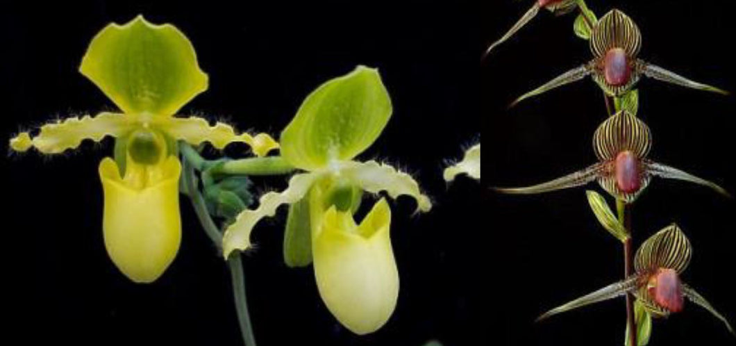 Flask - Paphiopedilum  Paph. primulinum x rothschildianum - Slipper Orchid