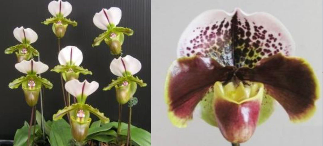 Orchid Seedling 50mm Pot Size - Paphiopedilum spicerianum x Enzan Kitty
