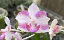 Load image into Gallery viewer, Flask - Phalaenopsis Papilaenopsis L'espirit de Kellock 'M' (Papilionanthe Miss Joaquim x Phal pulcherrima)
