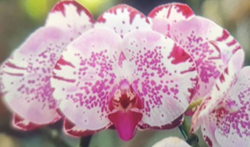 Orchid Seedling 50mm Pot Size - Phalaenopsis Purple Fancy '103'