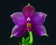 Load image into Gallery viewer, Orchid Seedling 50mm Pot Size - Phalaenopsis violacea indigo x sib &#39;#22 x SG864&#39;  - Species
