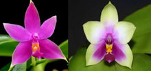 Load image into Gallery viewer, Orchid Seedling 50mm Pot Size - Phalaenopsis violacea x bellina
