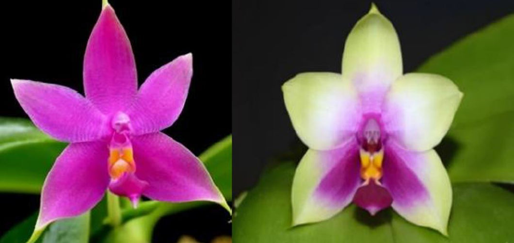 Orchid Seedling 50mm Pot Size - Phalaenopsis violacea x bellina