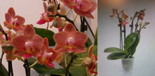 Load image into Gallery viewer, Flask - Phalaenopsis Alice
