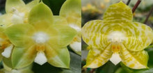 Load image into Gallery viewer, Orchid Seedling 50mm Pot Size - Phalaenopsis Joy Spring Canary x Mituo Golden Tiger
