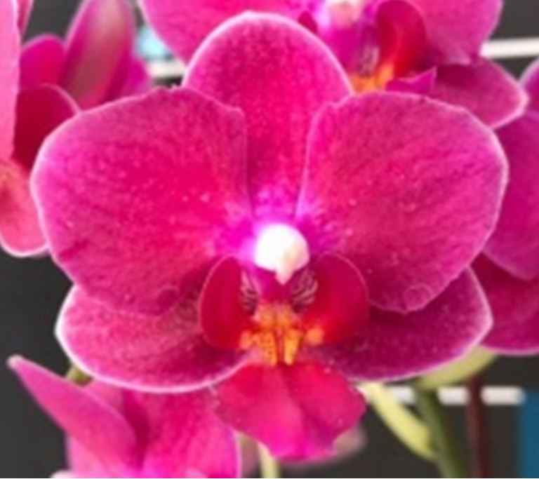 Orchid Seedling 50mm Pot Size - Phalaenopsis Lh Happy Star