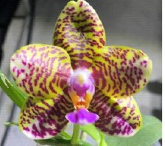 Flask - Phalaenopsis Sogo Pony 'Ya'