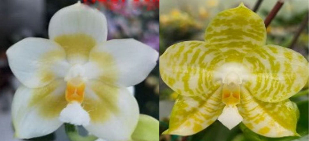 Orchid Seedling 50mm Pot Size - Phalaenopsis Yaphon Data Base x Mituo Golden Tiger