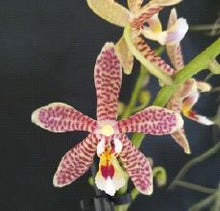 Load image into Gallery viewer, Flask - Phalaenopsis Yaphon Pink Lady (Jiaho&#39;s Pink Girl x mannii)
