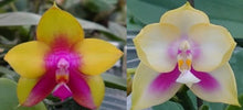 Load image into Gallery viewer, Flask - Phalaenopsis Yin&#39;s Black Eagle &#39;Nobby A&#39; x Yang Yang Pink Mary
