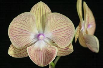 Flask - Phalaenopsis KS Big Star 'Hami Melon'