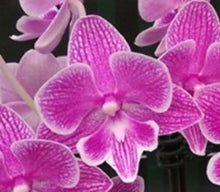 Load image into Gallery viewer, Orchid Seedling 50mm Pot Size - Phalaenopsis LH Scallops
