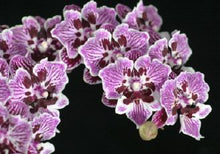 Load image into Gallery viewer, Flask - Phalaenopsis Lian Her Coral &#39;Trinity&#39;
