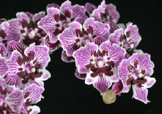 Flask - Phalaenopsis Lian Her Coral 'Trinity'