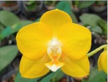 Load image into Gallery viewer, Orchid Seedling 50mm Pot Size - Phalaenopsis Sogo 'Shito'
