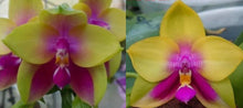 Load image into Gallery viewer, Flask - Phalaenopsis (Yang Yang Pink Mary Miro x Miro Be Queen) x LD&#39;s Bear Queen
