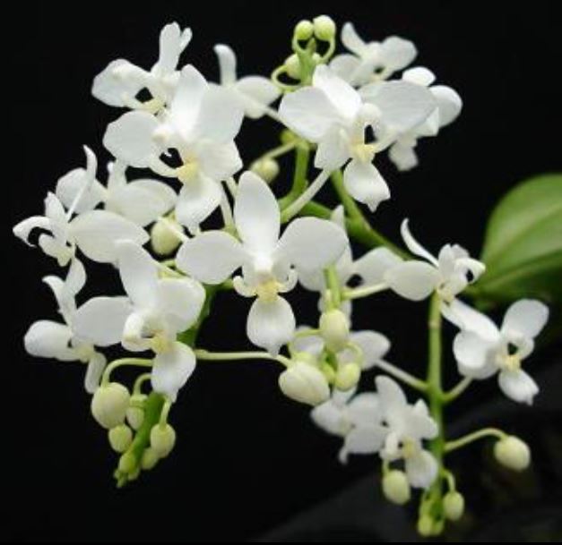 Orchid Seedling 50mm Pot Size - Phalaenopsis equestris alba - Species