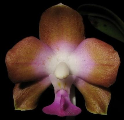 Flask - Phalaenopsis marriottiana    species