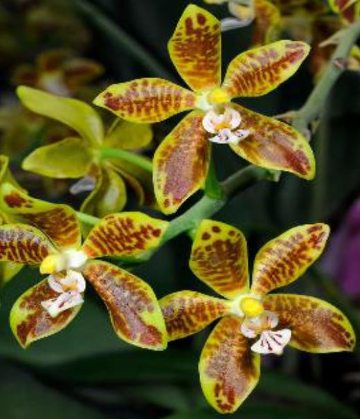 Flask - Phalaenopsis viridis x sib - Species