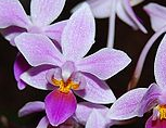 Orchid Seedling 50mm Pot Size - Phalaenopsis equestris   - Species