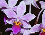 Load image into Gallery viewer, Flask - Phalaenopsis equestris    species
