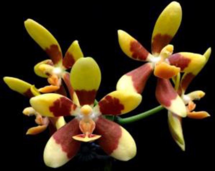 Flask - Phalaenopsis fuscata x sib - Species