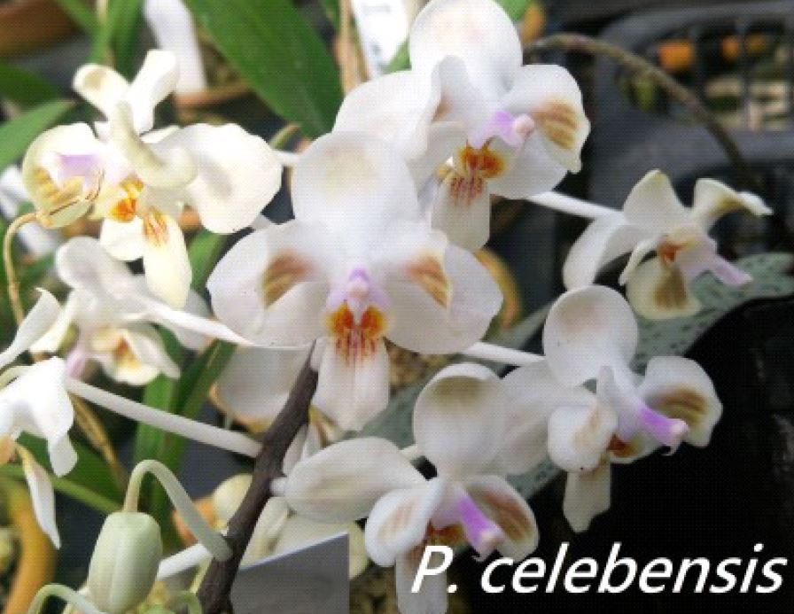 Orchid Seedling 50mm Pot Size - Phalaenopsis celebensis  - Species