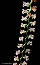 Load image into Gallery viewer, Flask - Pholidata gibbosa species
