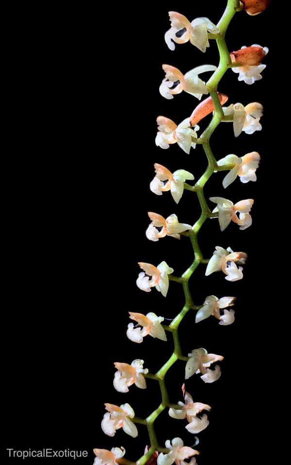 Flask - Pholidata gibbosa species