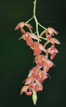 Load image into Gallery viewer, Flask - Pholidata gibbosa x guibertiae
