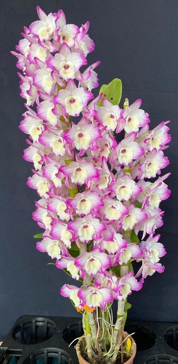 Orchid Seedling 50mm Pot size - Dendrobium Pink Hyacinthus Frill softcane