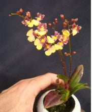 Load image into Gallery viewer, Orchid 50mm Pot Size - Oncidium Popcorn 'Haruri'
