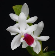 Load image into Gallery viewer, Orchid Seedling 50mm Pot Size - Phalaenopsis tetraspis C1 - species
