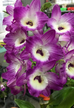 Load image into Gallery viewer, Flask - Dendrobium Nobile Purple Peony Soft Cane
