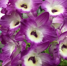 Load image into Gallery viewer, Orchid Seedling 50mm Pot size - Dendrobium Purple Peony softcane
