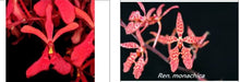 Load image into Gallery viewer, Orchid Seedling 50mm Pot Size - Renanthera King Crimson
