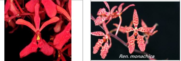 Orchid Seedling 50mm Pot Size - Renanthera King Crimson