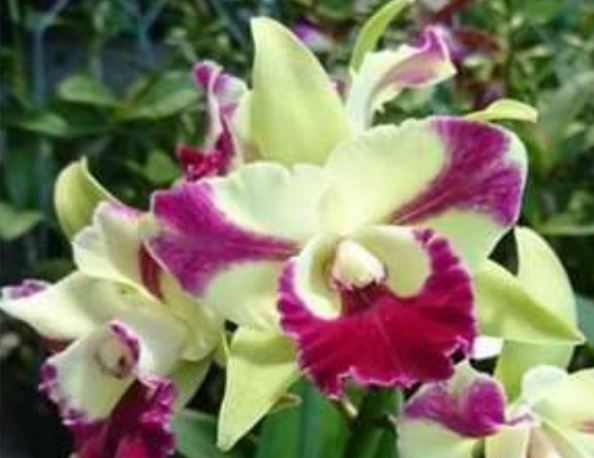 Orchid Seedling  50mm Pot Size - Cattleya Penny Helen