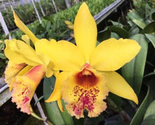 Load image into Gallery viewer, Orchid Seedling  50mm Pot Size - Cattleya Chian Ya Dawn Eagle of Desert

