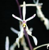 Flask - Renanthera citrina - Species