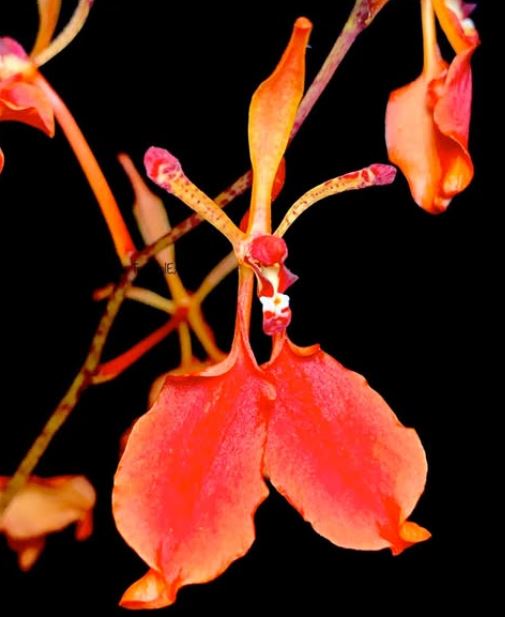 Flask - Renanthera imschootiana x Vanda cristata