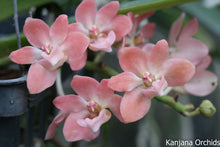 Load image into Gallery viewer, Flask - Vanda coerulescens &#39;Pink&#39; x Rhynchostylis gigantea &#39;orange&#39;
