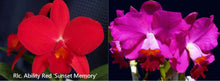 Load image into Gallery viewer, Flask - Cattleya Rlc. Ability Red &#39;Sunset Memory&#39; x Ctt Beautiful Sunday
